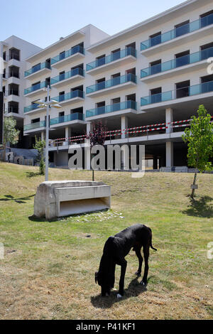 Caldas da Rainha, Portugal, Big dog in front of the construction site for a residential building in Caldas da Rainha Stock Photo