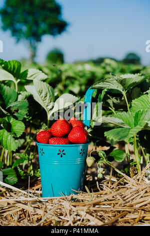 Blue bucket full of fresh pick juicy strawberries on a field on sunny day. Green foliage leaves in background