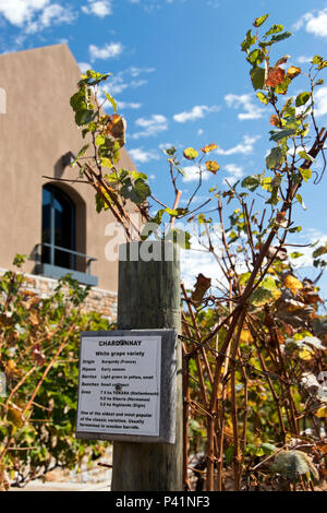 Signs describe the Chardonnay wine grape being grown in a vineyard in Stellenbosch, South Africa. Stock Photo