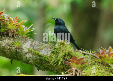 Jamaican Blackbird Nesopsar Nigerrimus Blue And John Crow Mountains jamaican-blackbird-nesopsar-nigerrimus-blue-and-john-crow-mountains