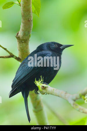 Jamaican Blackbird Nesopsar Nigerrimus Blue And John Crow Mountains jamaican-blackbird-nesopsar-nigerrimus-blue-and-john-crow-mountains