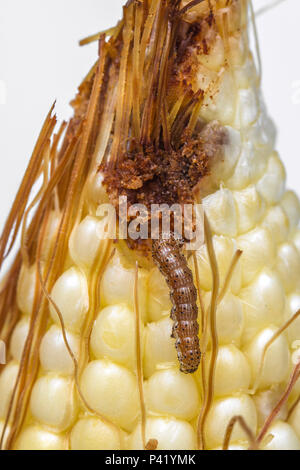 LAGARTA DA ESPIGA lagarta Lagarta do milho Helicoverpa zea praga do milho inseto Fauna Natureza Milho Espiga de Milho alimento Stock Photo