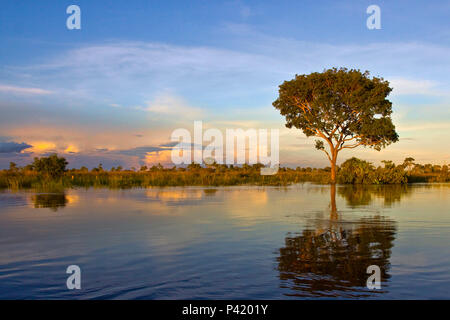 Corumbá MS cavalos cavalos pantaneiro fazenda fazenda no Pantanal Criação  de cavalos Pantaneiro Corumbá Mato Grosso do Sul Brasil Centro oeste Stock  Photo - Alamy