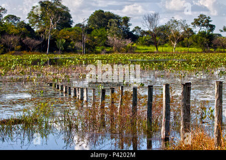 Corumbá MS cavalos cavalos pantaneiro fazenda fazenda no Pantanal Criação  de cavalos Pantaneiro Corumbá Mato Grosso do Sul Brasil Centro oeste Stock  Photo - Alamy