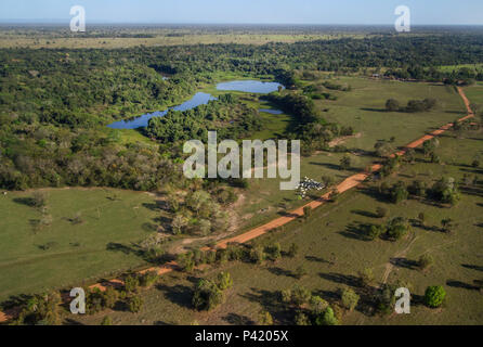 Peão boiadeiro tangendo gado nelore em fazenda - Pantanal Sul, Pulsar  Imagens