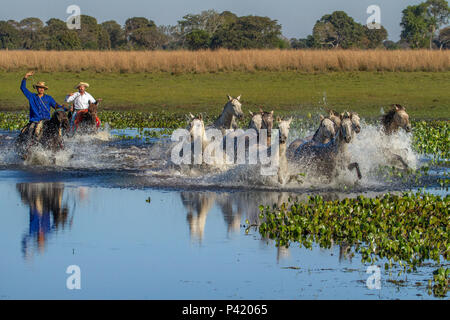 Corumbá MS cavalos cavalos pantaneiro fazenda fazenda no Pantanal Criação  de cavalos Pantaneiro Corumbá Mato Grosso do Sul Brasil Centro oeste Stock  Photo - Alamy