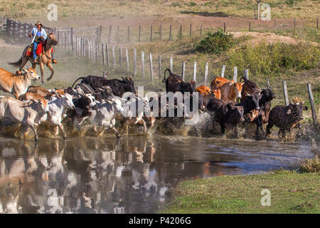 Peão boiadeiro tocando gado em fazenda do Pantanal Sul, Pulsar Imagens
