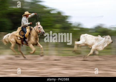 cavalo pulando com peão no pantanal｜Pesquisa do TikTok