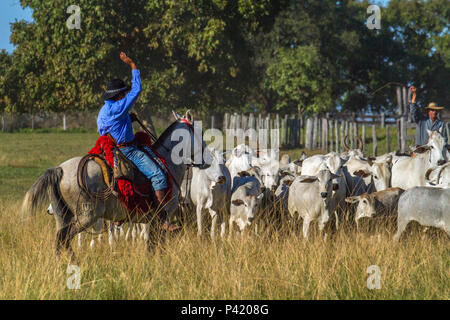 Peão boiadeiro conduzindo gado nelore em fazenda - Pantanal Sul, Pulsar  Imagens