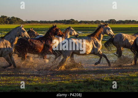 Horse front view hi-res stock photography and images - Alamy