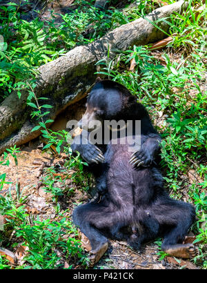 Sun Bear (Helarctos malayanus) lying on its back in the rainforest at the Bornean Sun Bear Conservation Centre at Sepilok, Sandakan, Borneo, Malaysia Stock Photo