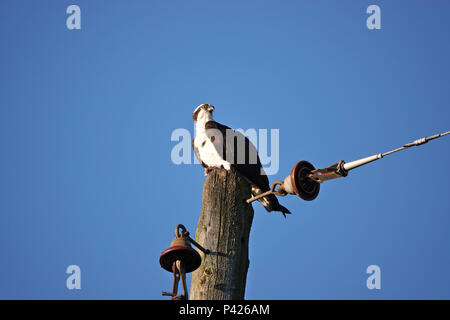 Osprey (Pandion haliaetus) sitting on a utility pole in Bellevue, WA, USA Stock Photo