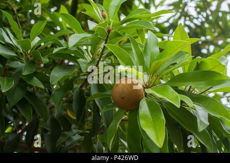 Sapoti,Sapota,fruta,Manikara zapota,Barra do Pojuca,Bahia,Nordeste,Brasil Stock Photo