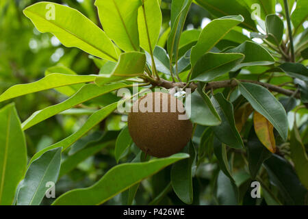 Sapoti,Sapota,fruta,Manikara zapota,Barra do Pojuca,Bahia,Nordeste,Brasil Stock Photo