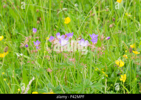 Wood Cranesbill, Geranium sylvaticum in a meadow Stock Photo