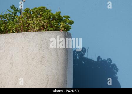 Planter: an oval shaped concrete planter casting its shadow on a sky blue wall of cement render Stock Photo