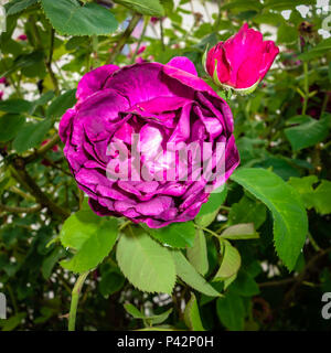 Purple dog rose flower Stock Photo