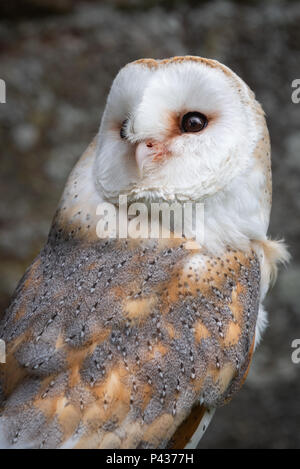 A close up portrait of a barn owl toto alba looking up towards the sky in an upright vertical format