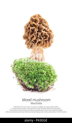 Morel mushroom on moss in a forest scene, isolated on white background Stock Photo