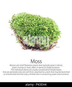 Green moss isolated on white background Stock Photo