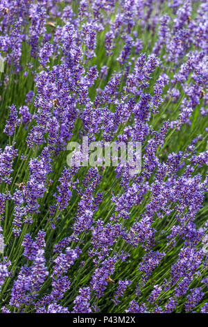 Lavender fragrant flower Stock Photo