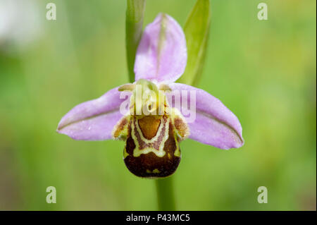 A native Bee Orchid (Ophrys apifera) growing wild in the UK Stock Photo