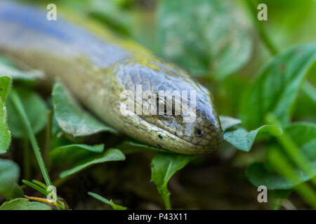 Slow Worm (Anguis fragilis) in Natural Habitat. Male Stock Photo