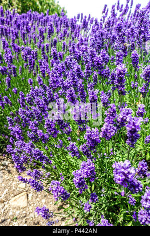 Lavender border path in garden Stock Photo