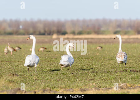 Three swans are walking in a field on a beautiful day in winter. In the background there are a few geese. Stock Photo