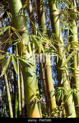 Bamboo growing in the gardens at Ca d’Zan, the Mediterranean Revival mansion of circus owner and art collector John Ringling, Sarasota, Florida. Stock Photo