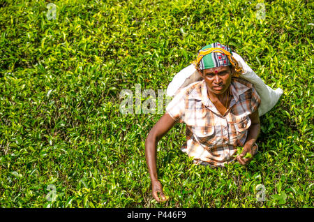 A tea picker, Hill Country, Sri Lanka Stock Photo