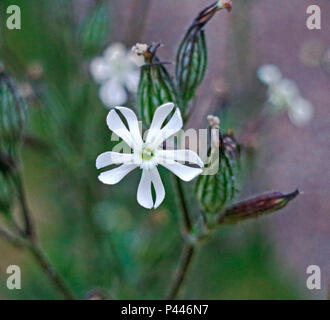 A view of the white flower of Night-flowering Catchfly, Silene noctiflora. Stock Photo