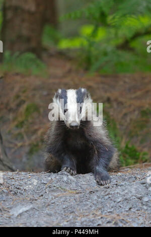 Adult Badger in the Forest of Dean Stock Photo