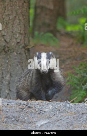 Adult Badger in the Forest of Dean Stock Photo