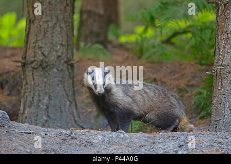 Adult Badger in the Forest of Dean Stock Photo