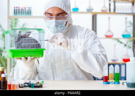 Scientist doing testing on animals rabbit Stock Photo