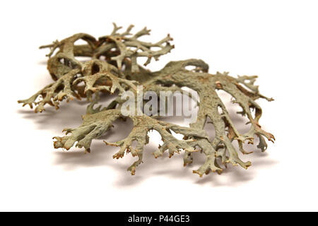 lichen isolated on white background Stock Photo