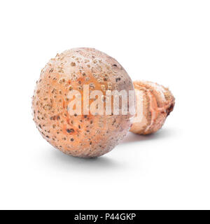 amanita rubescens mushroom, the blusher, isolated on white