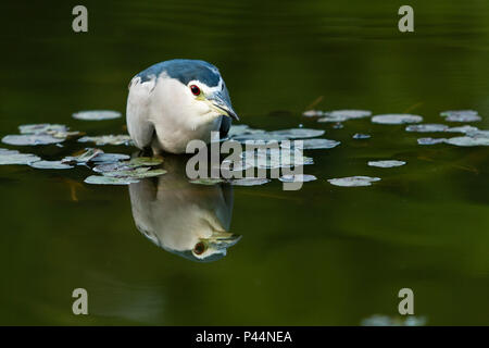 Debret - Carga de cavalaria guaicuru Stock Photo - Alamy