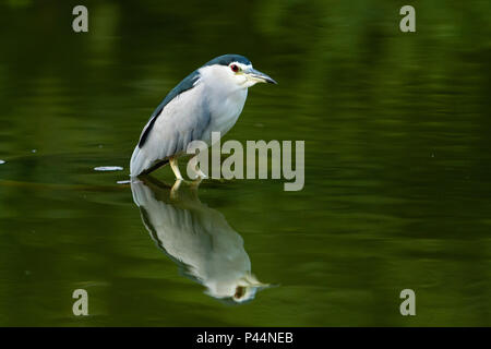 Debret - Carga de cavalaria guaicuru Stock Photo - Alamy