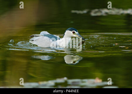 Debret - Carga de cavalaria guaicuru Stock Photo - Alamy