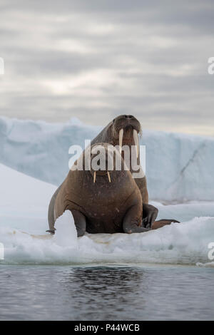 Norway, Svalbard, Nordaustlandet, Austfonna. Walrus (Odobenus rosmarus) with Austfonna Ice Cap in the distance. Stock Photo