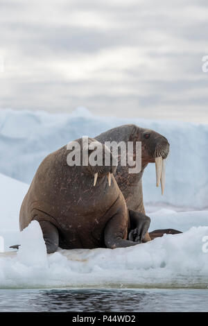 Norway, Svalbard, Nordaustlandet, Austfonna. Walrus (Odobenus rosmarus) with Austfonna Ice Cap in the distance. Stock Photo