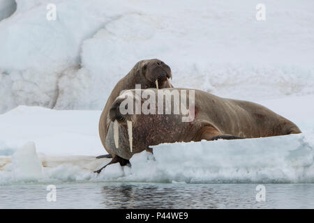 Norway, Svalbard, Nordaustlandet, Austfonna. Walrus (Odobenus rosmarus) on ice.