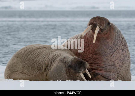 Norway, Svalbard, Nordaustlandet, Austfonna. Walrus (Odobenus rosmarus) on ice.