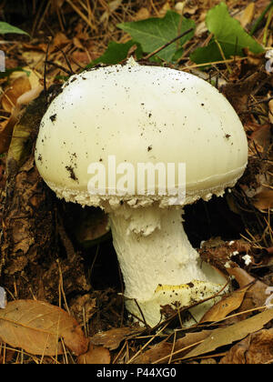 young specimen of european white egg fungus Stock Photo