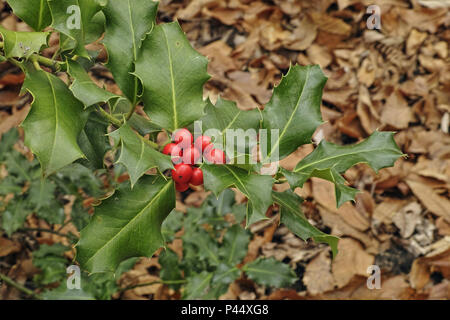 european holly, branch with leaves and berries Stock Photo