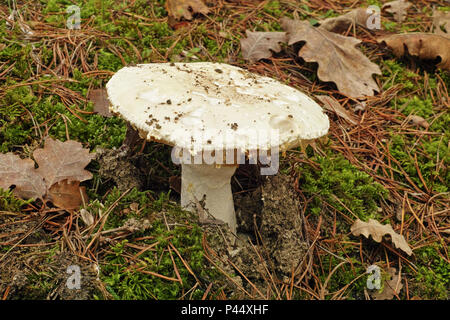 ripe specimen of european white egg fungus Stock Photo