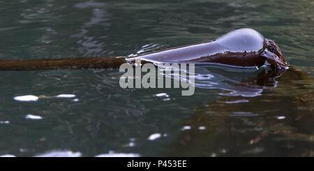 Close-up of Bull Kelp (Nereocystis luetkeana), Tofino, Vancouver Island, British Columbia, Canada Stock Photo