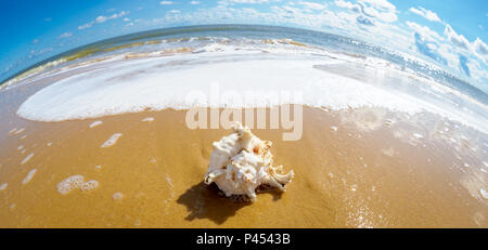 Shell on Suffolk beach using a fish eye lens, round horizon Stock Photo